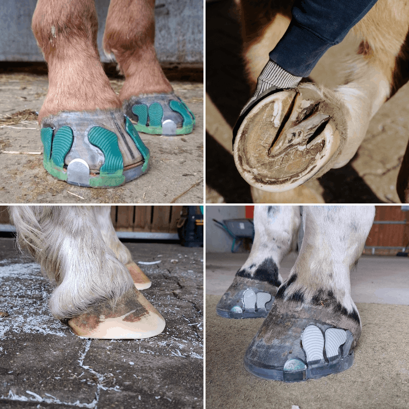 Barhufpflege, gesunde Hufe, Klebebeschläge