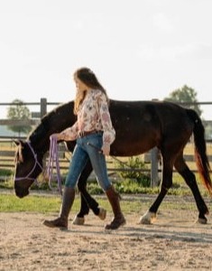 Pferdetraining Problempferde